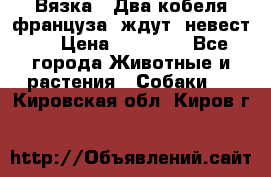  Вязка ! Два кобеля француза ,ждут  невест.. › Цена ­ 11 000 - Все города Животные и растения » Собаки   . Кировская обл.,Киров г.